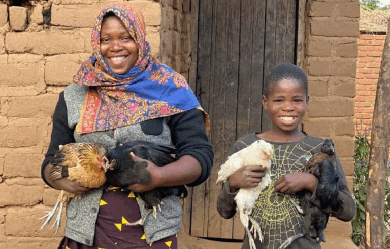Hühnerspende: 3 Hennen + 1 Hahn